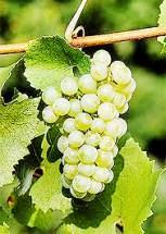 Chardonnay