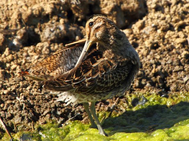PARQUE ORNITOLÓGICO DE TEICH EN FRANCIA