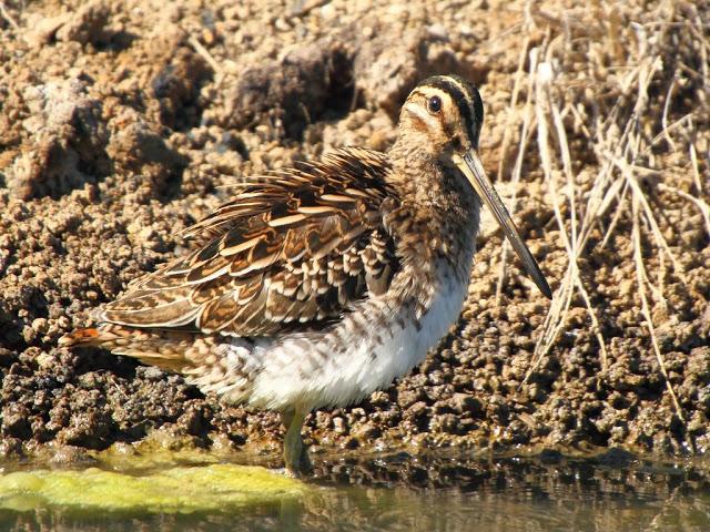 PARQUE ORNITOLÓGICO DE TEICH EN FRANCIA