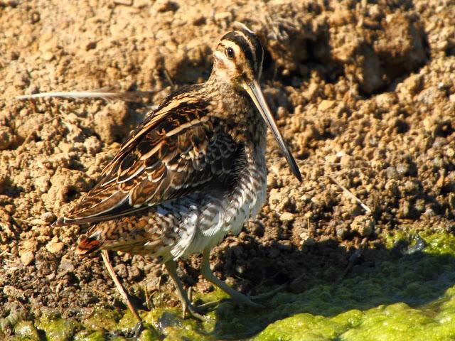 PARQUE ORNITOLÓGICO DE TEICH EN FRANCIA