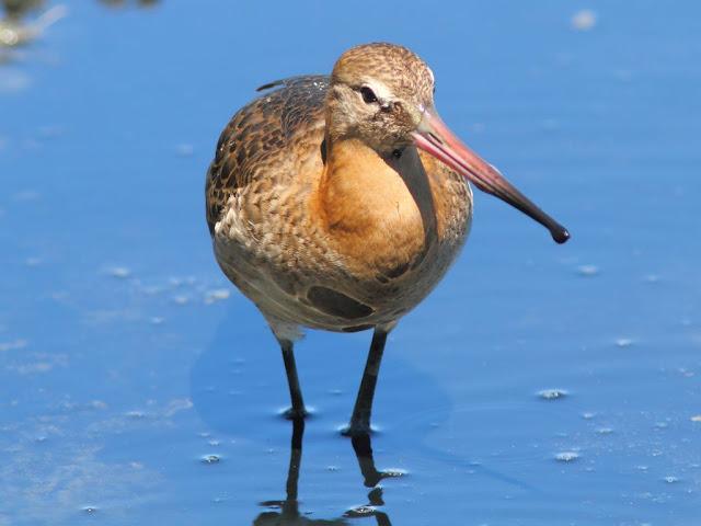 PARQUE ORNITOLÓGICO DE TEICH EN FRANCIA