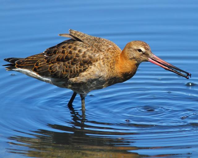 PARQUE ORNITOLÓGICO DE TEICH EN FRANCIA