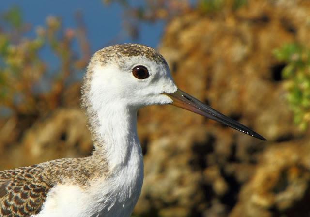 PARQUE ORNITOLÓGICO DE TEICH EN FRANCIA