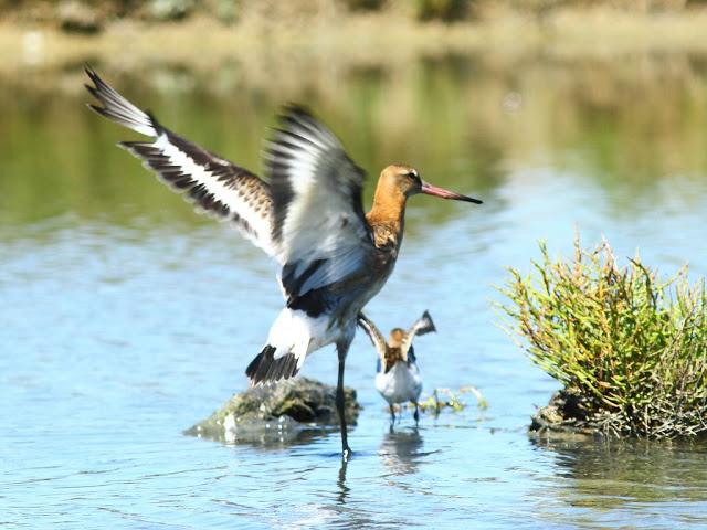 PARQUE ORNITOLÓGICO DE TEICH EN FRANCIA