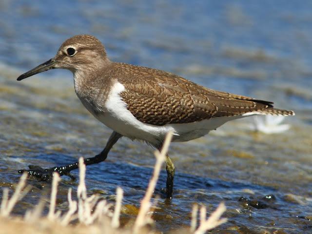 PARQUE ORNITOLÓGICO DE TEICH EN FRANCIA