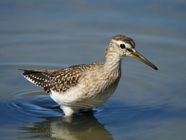 PARQUE ORNITOLÓGICO DE TEICH EN FRANCIA
