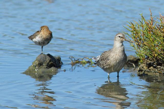 PARQUE ORNITOLÓGICO DE TEICH EN FRANCIA