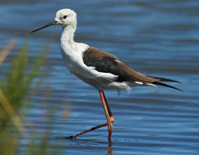 PARQUE ORNITOLÓGICO DE TEICH EN FRANCIA