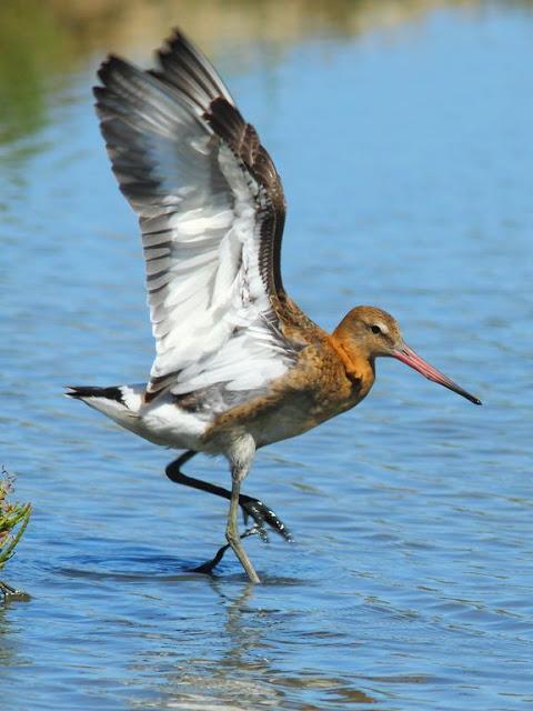 PARQUE ORNITOLÓGICO DE TEICH EN FRANCIA