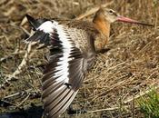 Parque ornitológico teich francia
