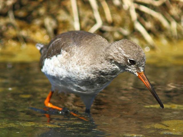 PARQUE ORNITOLÓGICO DE TEICH EN FRANCIA