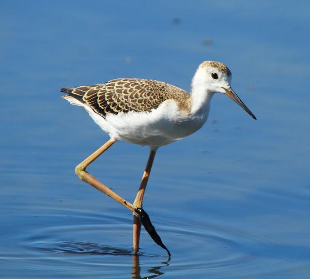 PARQUE ORNITOLÓGICO DE TEICH EN FRANCIA