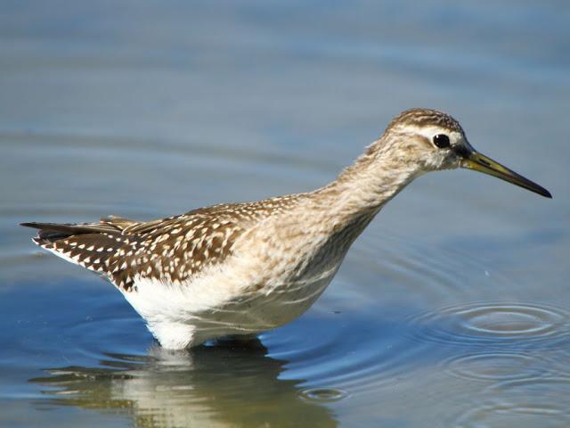 PARQUE ORNITOLÓGICO DE TEICH EN FRANCIA