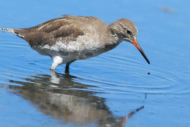 PARQUE ORNITOLÓGICO DE TEICH EN FRANCIA