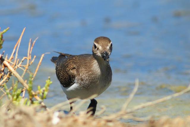 PARQUE ORNITOLÓGICO DE TEICH EN FRANCIA