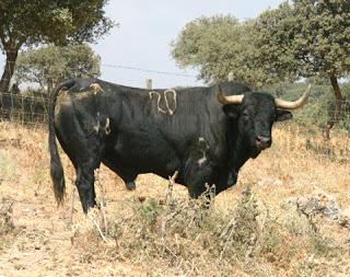 IMÁGENES DE LOS TOROS DE MANUEL BLÁZQUEZ RESEÑADOS PARA PRIEGO