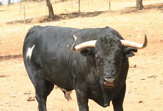 IMÁGENES DE LOS TOROS DE MANUEL BLÁZQUEZ RESEÑADOS PARA PRIEGO