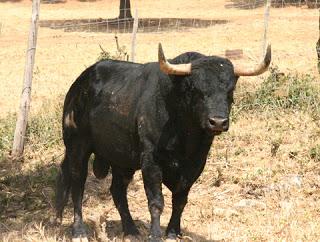 IMÁGENES DE LOS TOROS DE MANUEL BLÁZQUEZ RESEÑADOS PARA PRIEGO