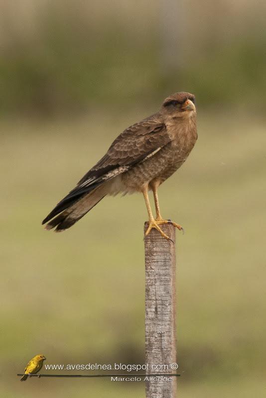 Chimango (Chimango caracara) Milvago chimango