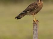 Chimango (Chimango caracara) Milvago chimango