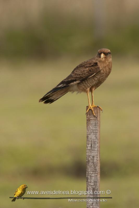 Chimango (Chimango caracara) Milvago chimango Chimango (Chimango caracara) Milvago chimango