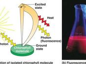 Introducción fase lumínica fotosíntesis