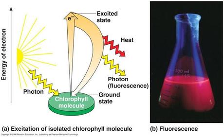 Introducción a la fase lumínica de la fotosíntesis