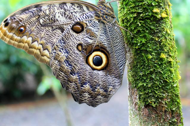 Mariposas buho (por los ocelos de sus alas)