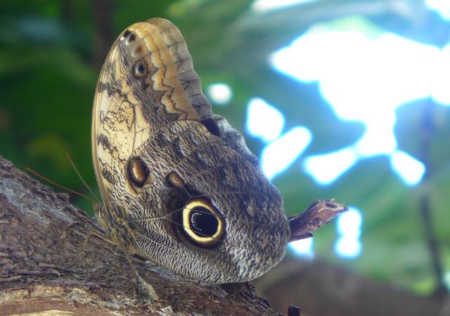 Mariposas buho (por los ocelos de sus alas)