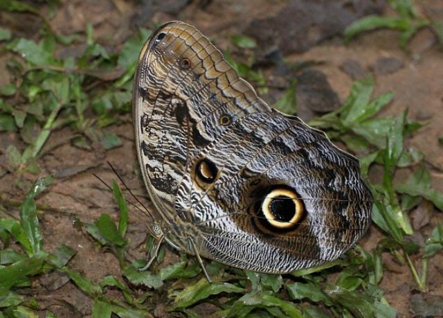 Mariposas buho (por los ocelos de sus alas)