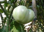 TOMATES 2013 "CHEROKEE PURPLE" (cap.12)