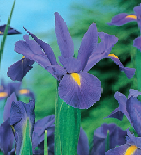 CÓMO PLANTAR BULBOS DE IRIS EN EL JARDÍN