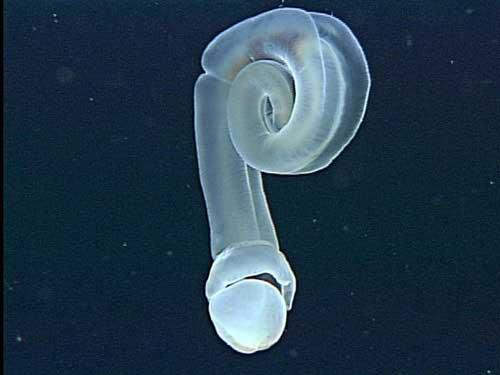 gusano de bellota de forma fálica