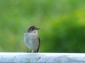 observan cerrojillos