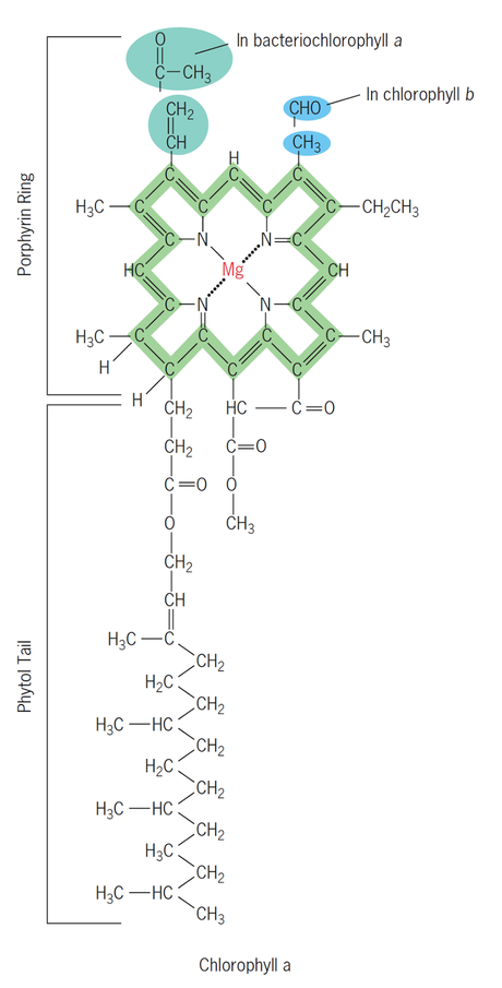 Estructura de la clorofila