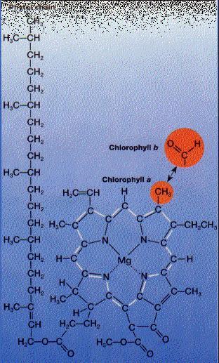 Estructura de la clorofila