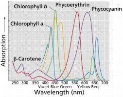 Los colores que absorbe y refleja la clorofila