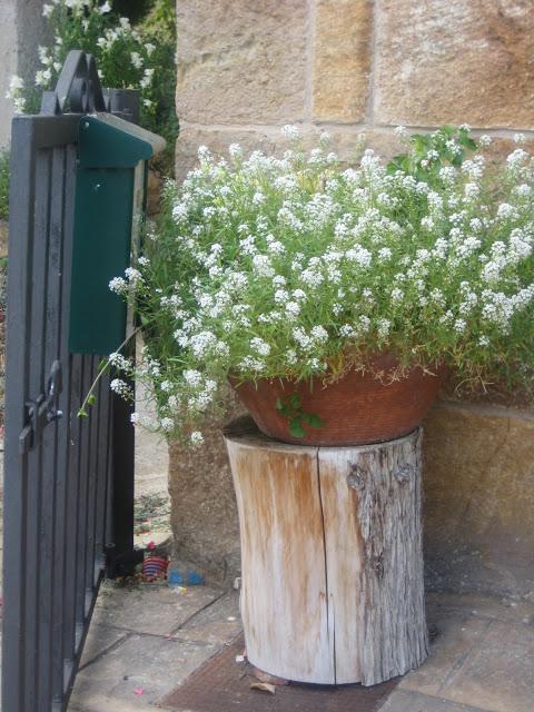 Las flores del pueblo