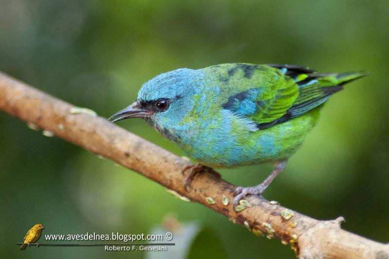 Saí azul (Blue Dacnis) Dacnis cayana