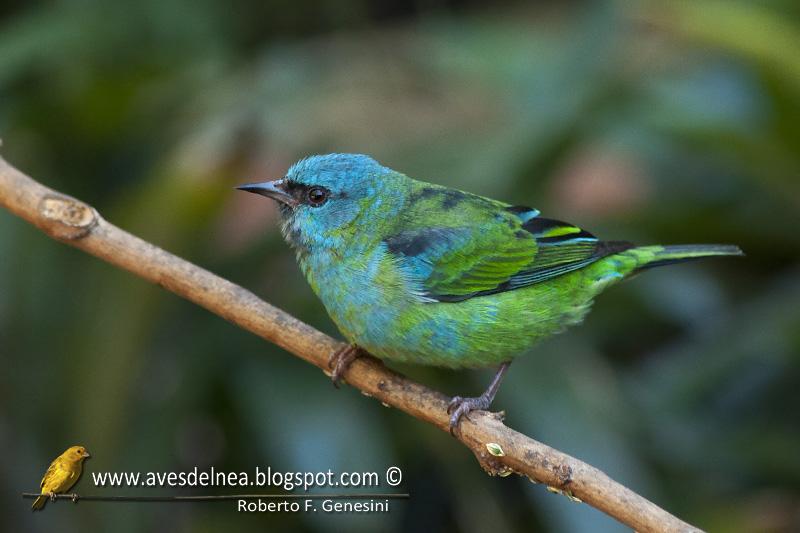 Saí azul (Blue Dacnis) Dacnis cayana