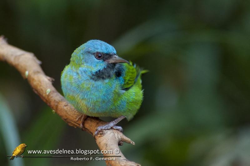 Saí azul (Blue Dacnis) Dacnis cayana