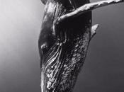 Foto día: Animales marinos