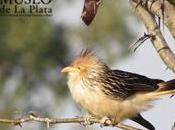 Ciclo charlas ornitología Museo Plata (Argentina)