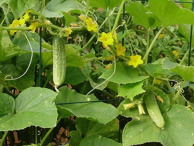 3839996753 992e7f0754 z 12 consejos para mantener tu huerto urbano.