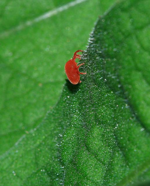 2291684387 0ed0643f02 z 12 consejos para mantener tu huerto urbano.