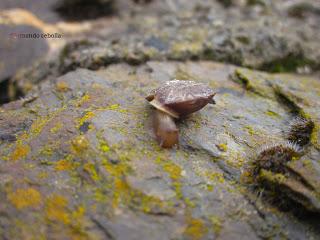 Caracol, Búbal, Polidas chamineras