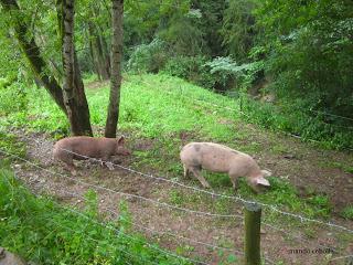 Cerdos, Búbal, Polidas chamineras