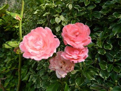 Una pizca de verano en imágenes.