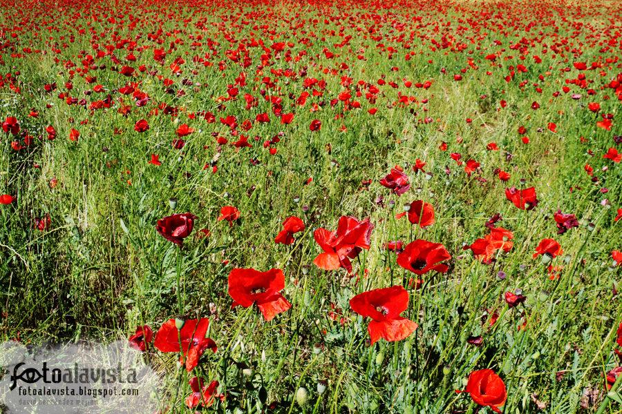 Tantas amapolas