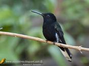 Beija-flor-preto (Black-Jacobim) Florisuga fusca